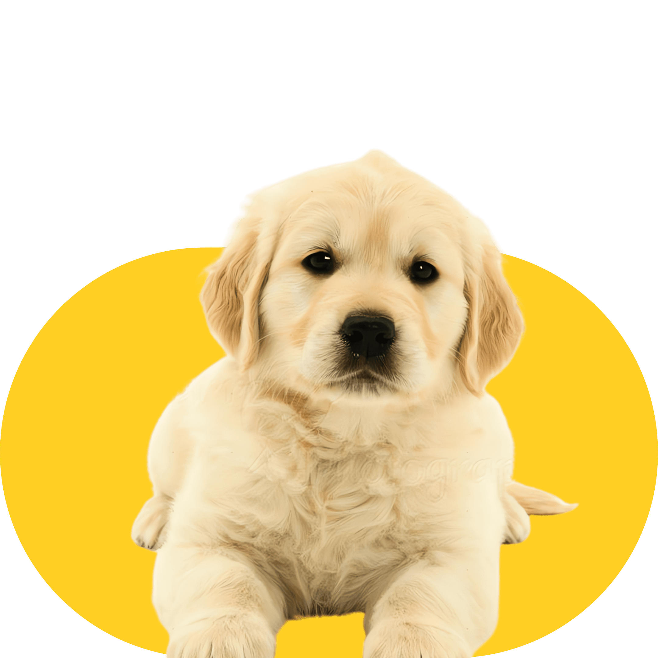 Lab Pup