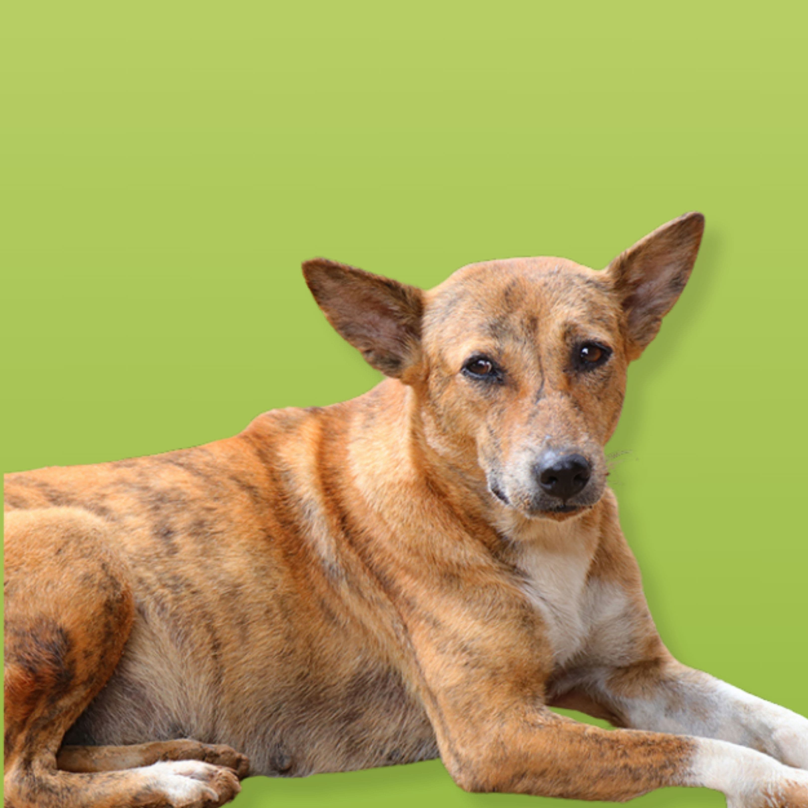 Indian Dog