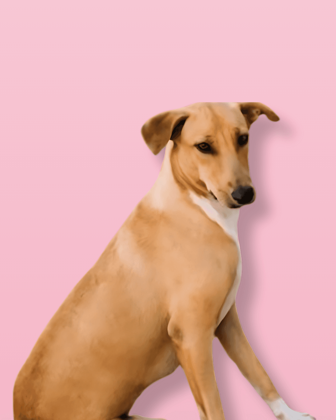 Indian Dog